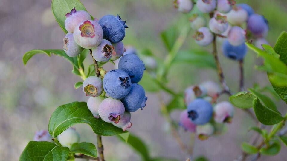 blueberries-1674385_960_720 (2)